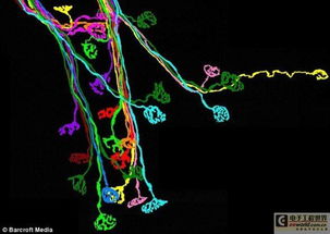 新型核磁共振成像技术绘制惊人大脑图像 图