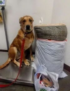 华懋宠物医院 狗狗被弃养,它站在行李旁一脸失望, 我做错了什么