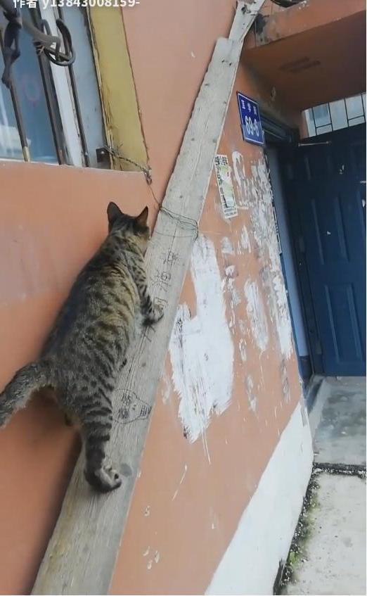 长春男子为流浪猫搭建 生命猫梯 把阳台变猫粮补给站 