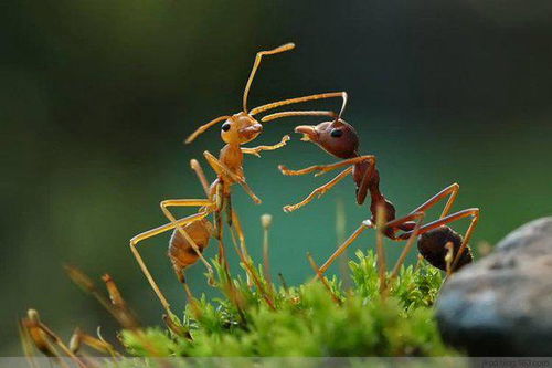 为什么蚂蚁是二维生物啊 