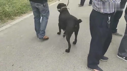 农村狗市 卡斯罗和细狗在狗市上相遇,细狗对这条黑色的卡斯罗挺好奇 