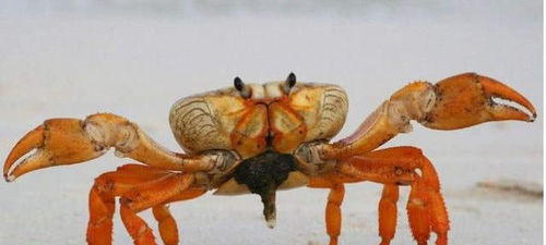 螃蟹大家都知道,那蟹奴是什么动物呢 说出来你都不一定相信