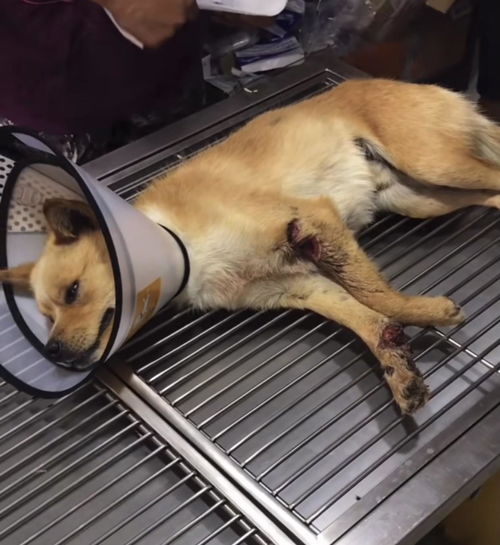 狗狗右腿被砍断 左腿直接被削了一片肉下来 残忍至极