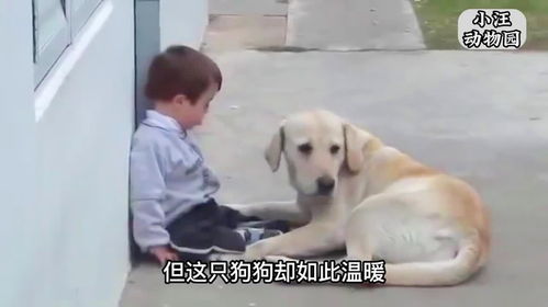 一只狗狗如何治愈唐氏综合征的男孩,这是一个感动万千网友的视频