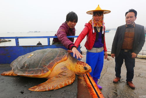 福建百斤海龟被放生 