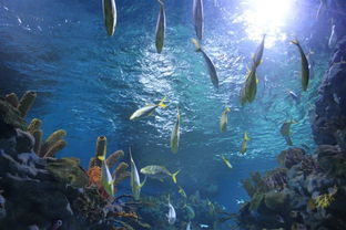 海底兩萬里的生物學家叫什么名字 海底兩萬里的生物學家