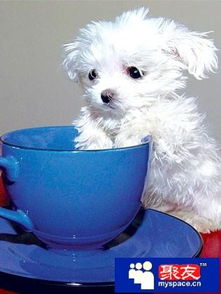 请问谁知道那种可以装进杯子里的狗狗是什么品种,在哪儿有的买 