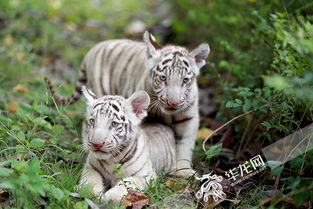 看,两只小老虎在打架 乐和乐都野生动物世界的 小可爱 们萌翻了