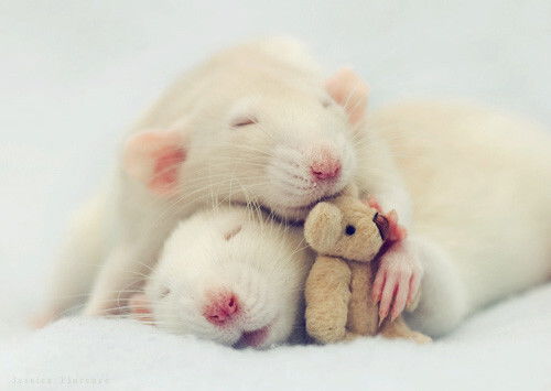cute mice