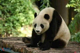 大熊猫不再属于濒危物种 此番 降级 有何影响
