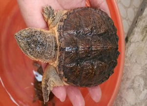 2017鳄龟多少钱一斤 鳄龟多少钱一只