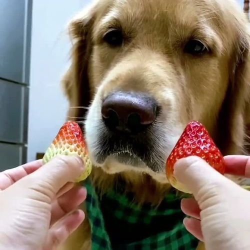 让大黄狗选一个草莓,狗 小孩才做选择,成年狗全都要 