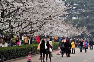 为什么中国只有武汉有樱花 中国人为什么看不上樱花