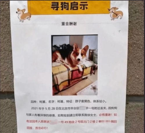 寻狗送北京房 狗主人回应送北京房产事件 打印店搞错了