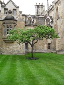 剑桥大学内的牛顿苹果树