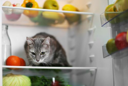 猫咪 上火 可以吃这5种食物,让猫更健康