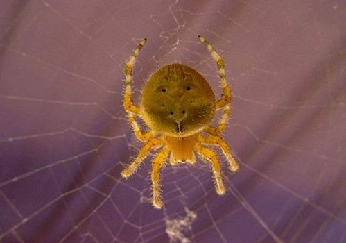 地球上7大最可爱的蜘蛛,带刺的笑脸蜘蛛,有猫脸的蜘蛛