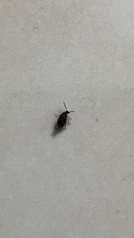 最近厨房和卫生间一直有这种小黑虫,这是什么虫子啊,怎么除掉 
