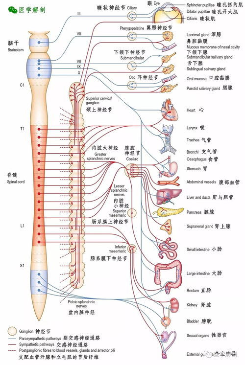 交感神经结构图解剖图谱讲解（交感神经和副交感神经解剖图）