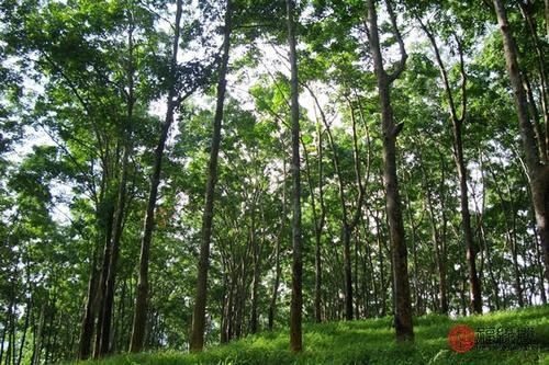 起名案例分析 6月20日出生的甲木宝宝取名应该考虑哪些信息