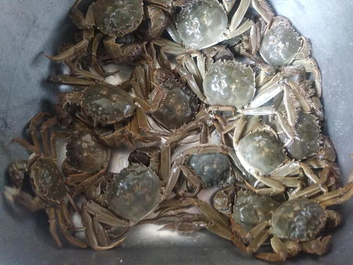 螃蟹销量首次超月饼 中秋助力下水产养殖可否回温？