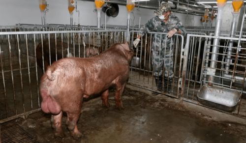 豪华单间 定制餐 定期体检...来围观猪的幸福生活