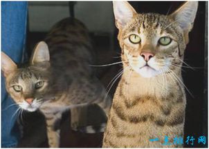 世界上最贵的猫,阿什拉猫一只售价2.4万美元,每年限量出售 
