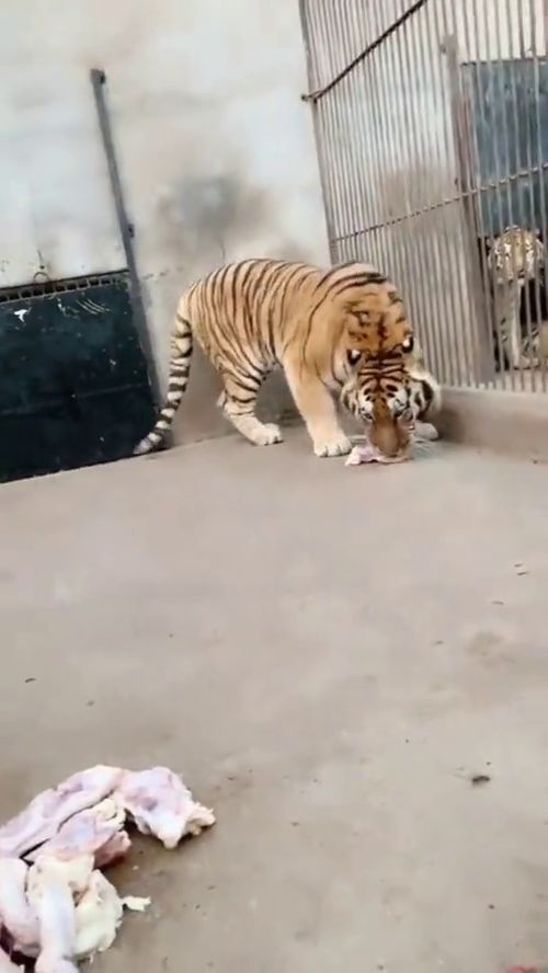 看看老虎的食量大的惊人 