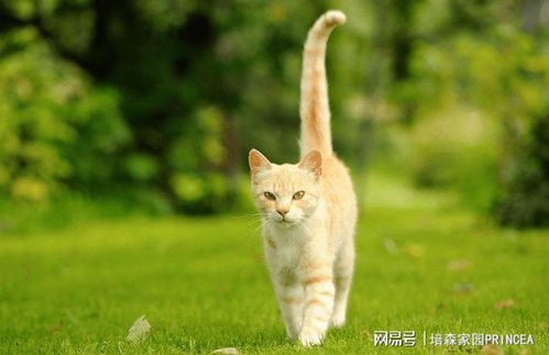 猫咪翘着尾巴走路虽然可爱,但是你知道翘尾巴是什么意思吗