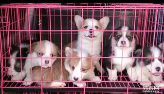 上海哪里有出售柯基 上海柯基狗狗价格 上海哪里的柯基比较纯