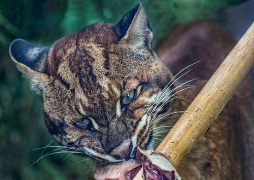 神秘的猫科动物,亚洲金猫即将灭绝,为何人类尽力挽救也没有用