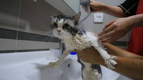 猫咪对水特别恐惧拒绝洗澡怎么办 教你正确给猫咪洗澡的方法