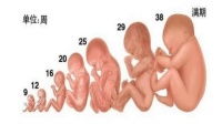 原创怀孕20周的胎宝宝有多大？会有怎样的变化？
