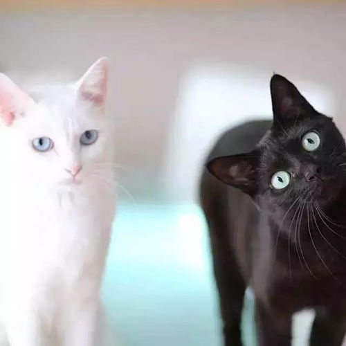 为什么黑猫总是和白猫一起出现