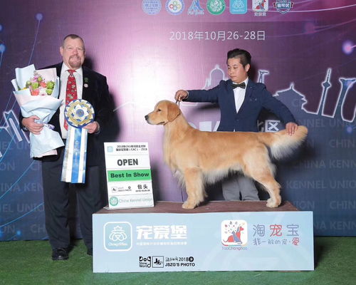 巨星犬舍优秀成年金毛公犬 马达,32个BIS,2018年CKU本土排行一 