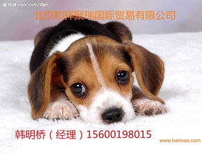 北京空运狗狗多少钱,北京空运狗狗多少钱生产厂家,北京空运狗狗多少钱价格 