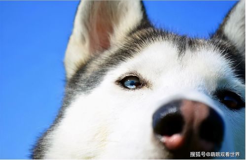 雪鼻 红鼻子的狗就表示不是纯种狗 谣言