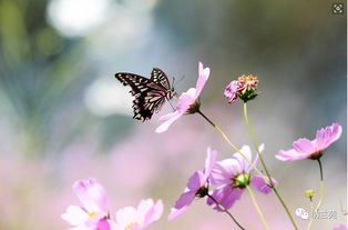 纳兰词话 蝶梦百花花梦蝶 