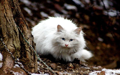 志愿者救助流浪猫,却被抓伤,为什么有些流浪猫不愿意回家