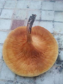 这是什么蘑菇 海边的树上长得,有木有毒 