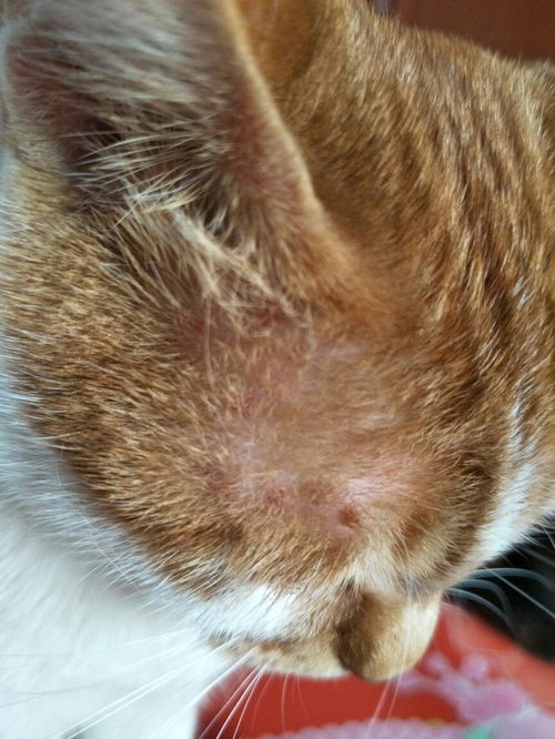 猫咪脸上长了红疙瘩是什么 