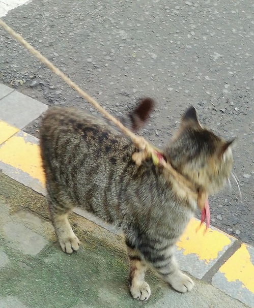 猫咪被主人放在路边,用绳子拴着,第二天却被小姑娘带回了家