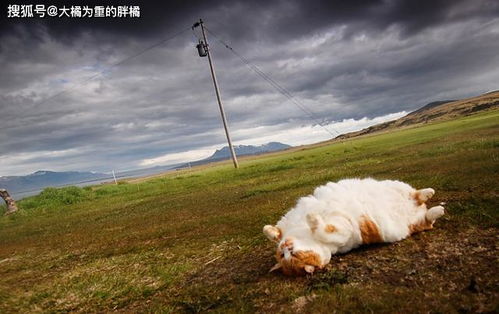 猫咪肝性脑病应该怎么喂养（肝性脑炎猫咪的饮食要点）