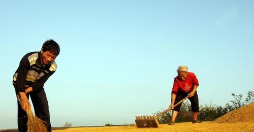 专家建议不种地的农民工 为啥专家们不以官方的口吻建议农民工回老家