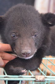 云南野生动物园首次繁殖黑熊 熊妈却弃儿而去 中国在线 