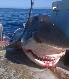 澳大利亚6米长虎鲨尸体被发现拖上渔船 场面血腥
