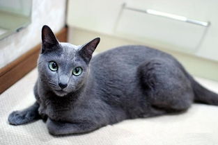 灰色的猫是什么品种 