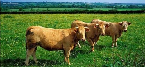 属牛的人2021年全年运势及运程 属牛2021年每月运势详解