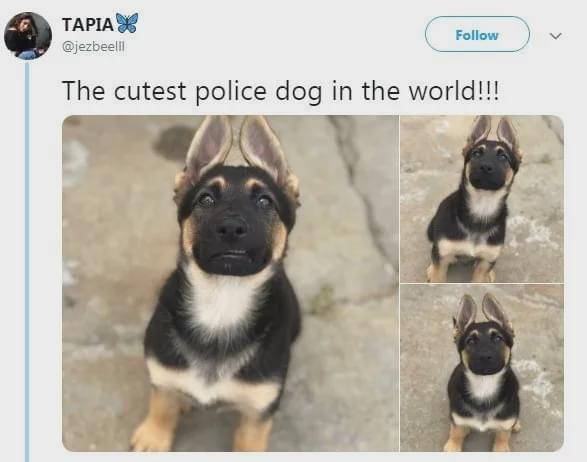 一批 不合格 的小警犬被警方淘汰,开放领养时被网友抢疯了 