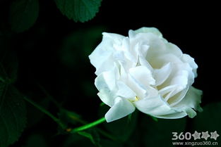 白玫瑰花语是什么意思 不同朵数代表的意思 